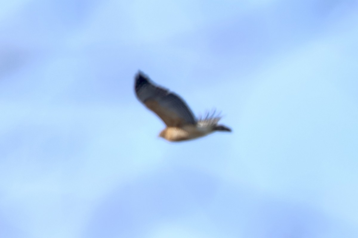 Red-shouldered Hawk - ML650270990