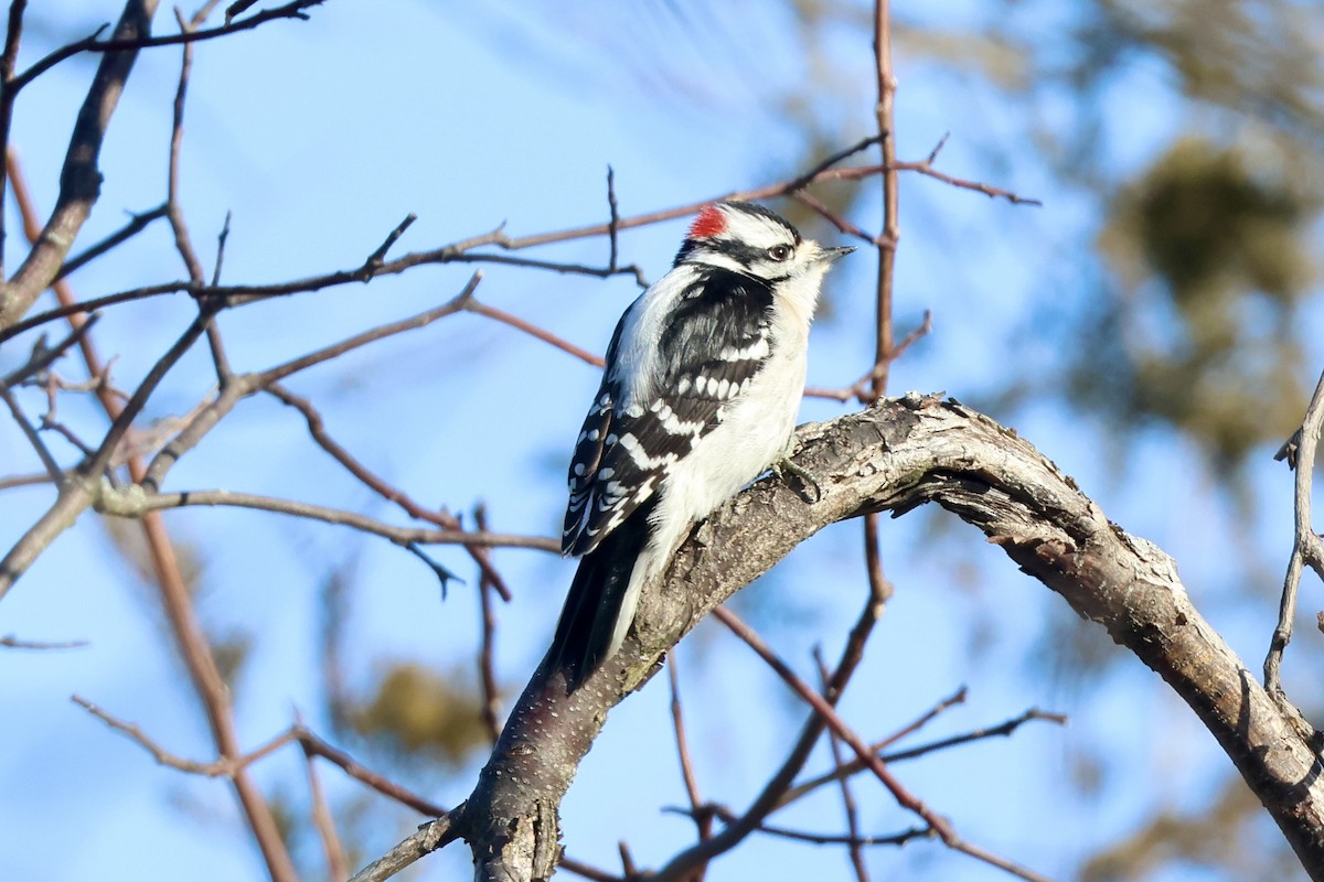 Downy Woodpecker - ML650271137