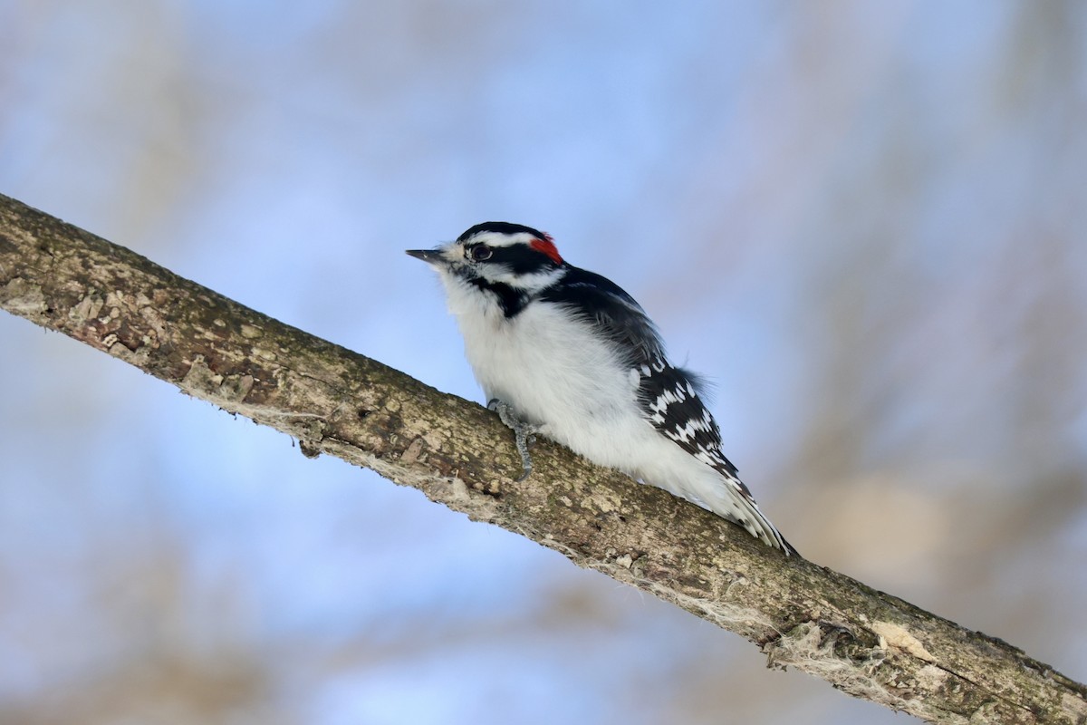 Downy Woodpecker - ML650271201