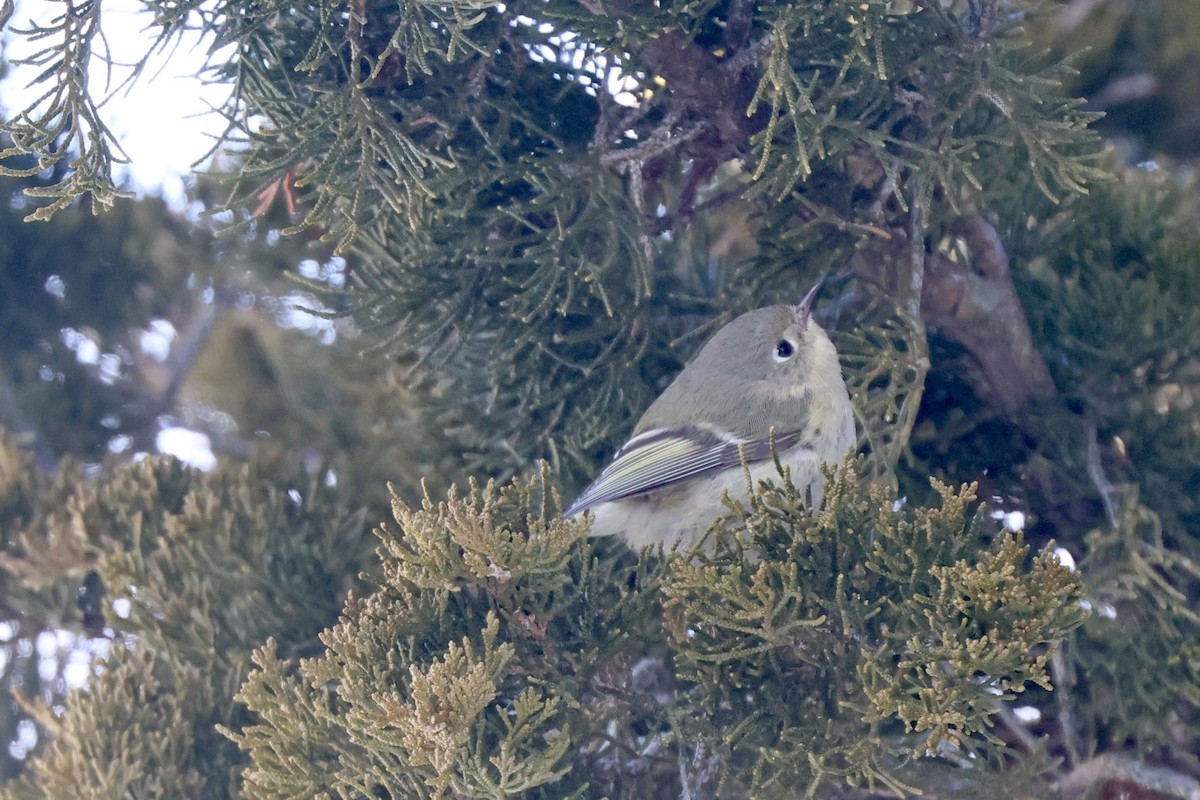 Ruby-crowned Kinglet - ML650271225