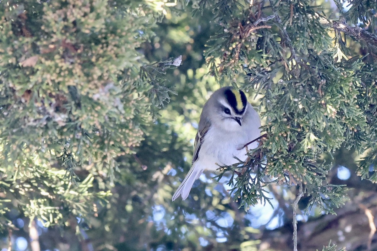 Golden-crowned Kinglet - ML650271325