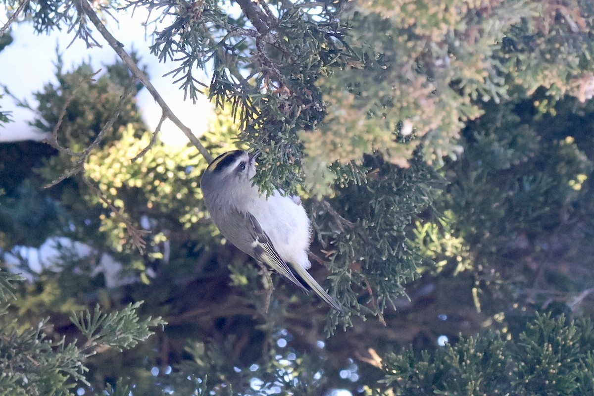 Golden-crowned Kinglet - ML650271326