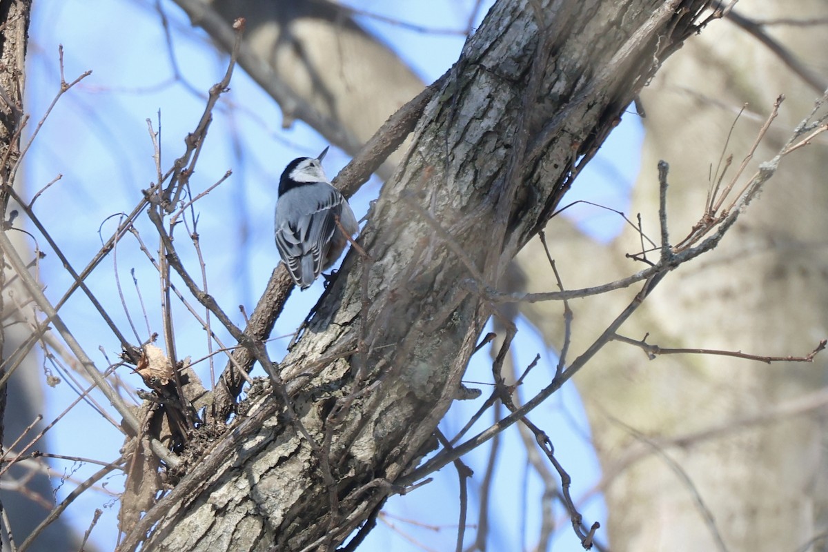 White-breasted Nuthatch - ML650271346