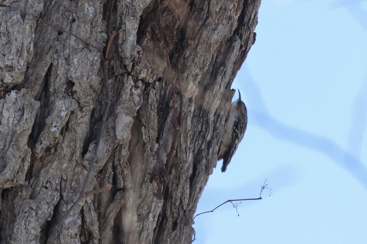 Brown Creeper - ML650271351