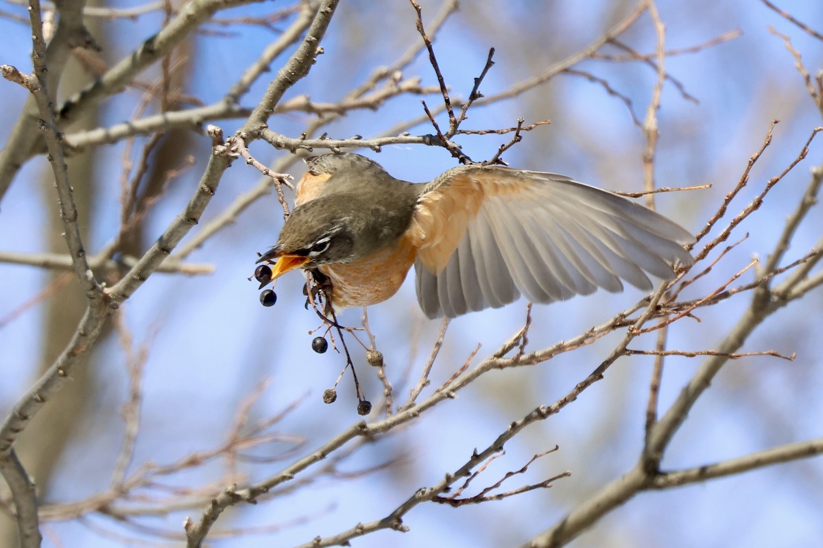 American Robin - ML650271427
