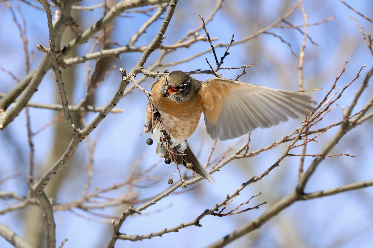 American Robin - ML650271428