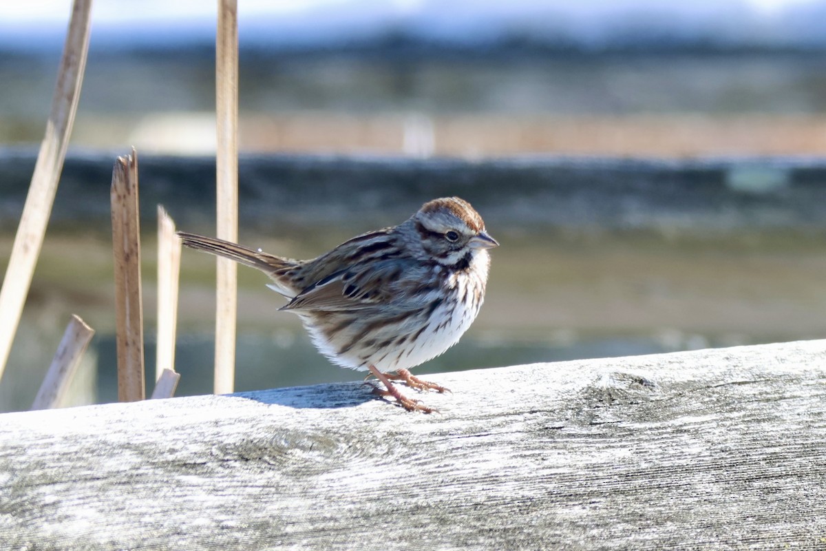 Song Sparrow - ML650271473