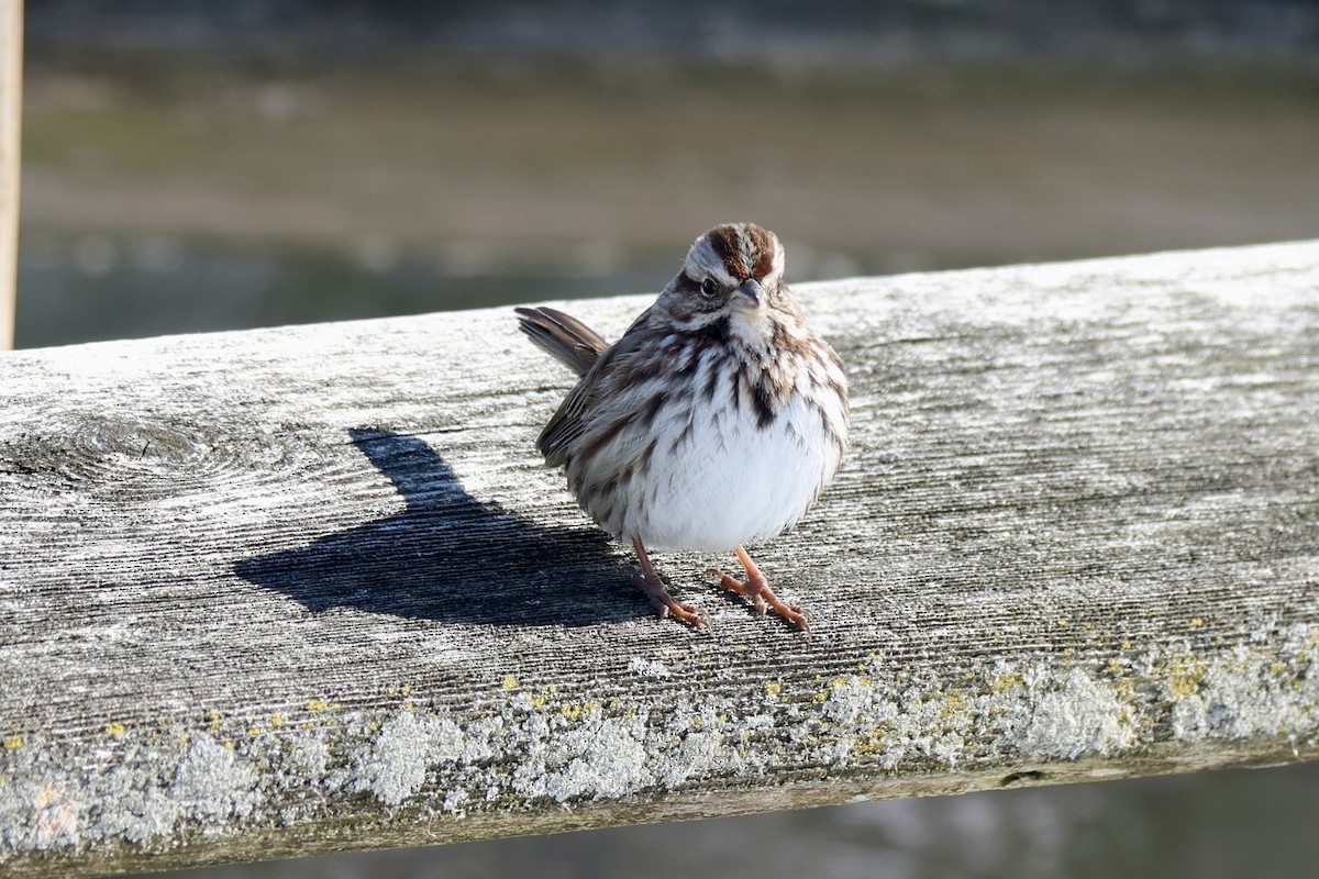 Song Sparrow - ML650271474