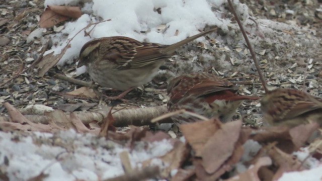 Fox Sparrow (Red) - ML650271532