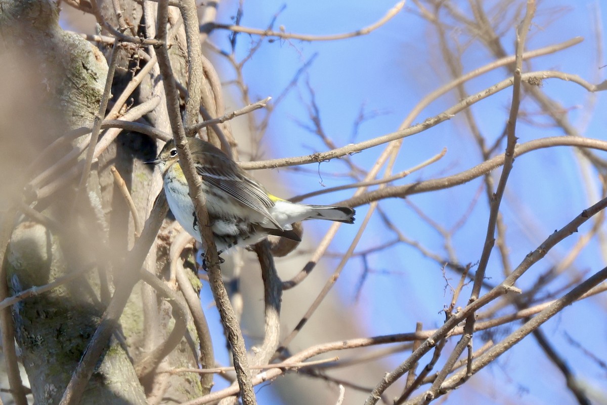 Yellow-rumped Warbler - ML650271536