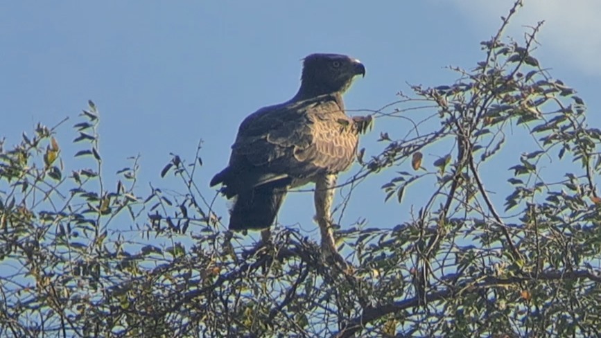 עיט לוחם - ML650271698