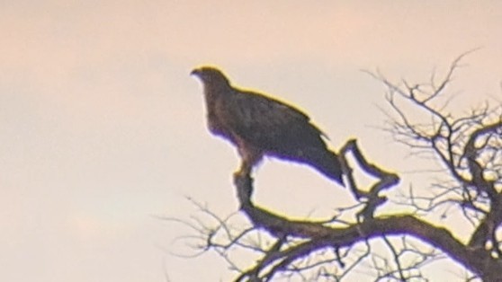 עיט סוואנות - ML650271711