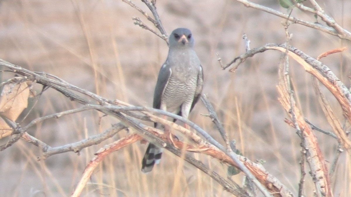 נץ גבאר - ML650271729