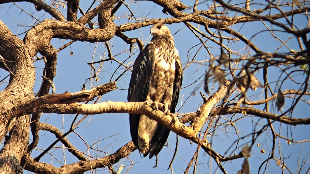 עיטם אפריקני - ML650271742
