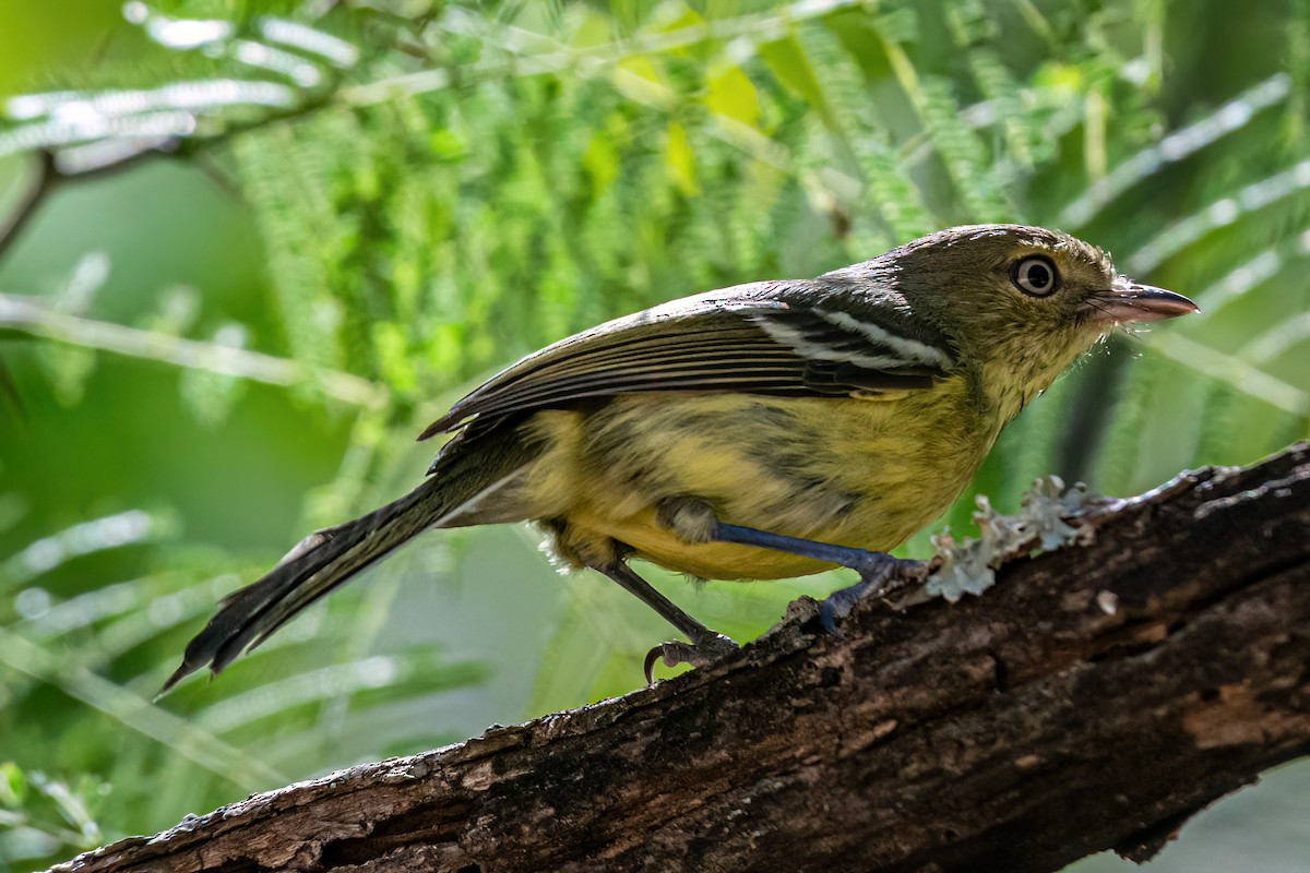 Flat-billed Vireo - ML650271745