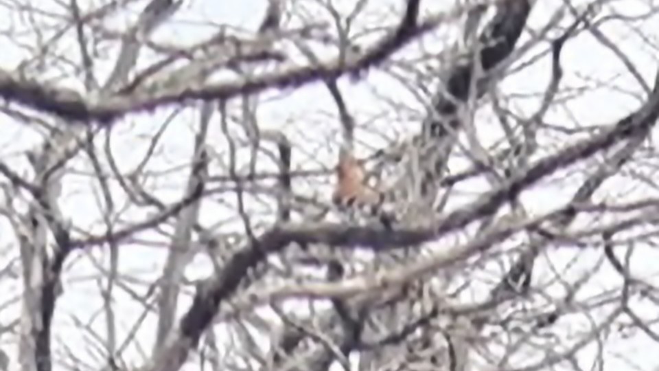 דוכיפת - ML650271757