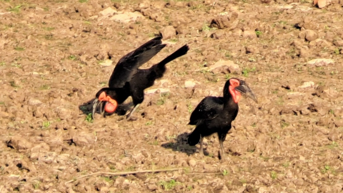 Southern Ground-Hornbill - ML650271762