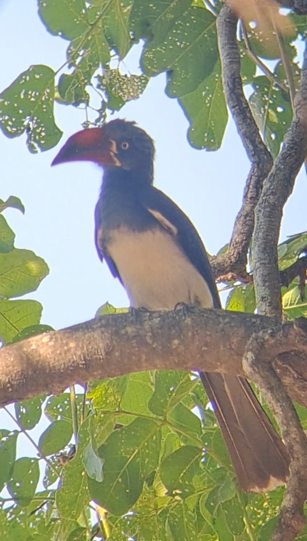 Crowned Hornbill - ML650271786