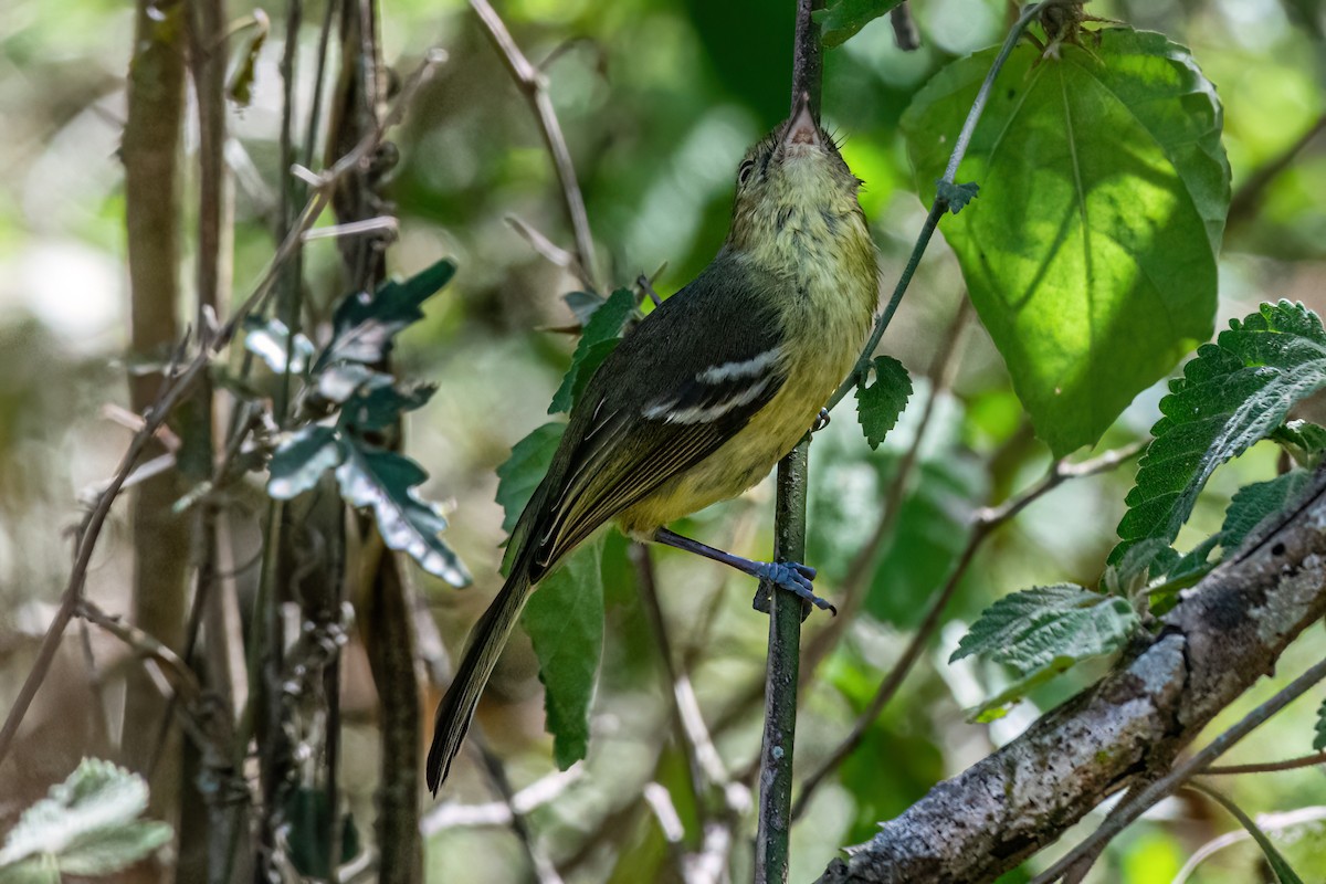 Flat-billed Vireo - ML650271794
