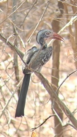 Southern Red-billed Hornbill - ML650271796