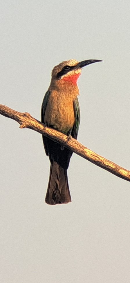 White-fronted Bee-eater - ML650271804