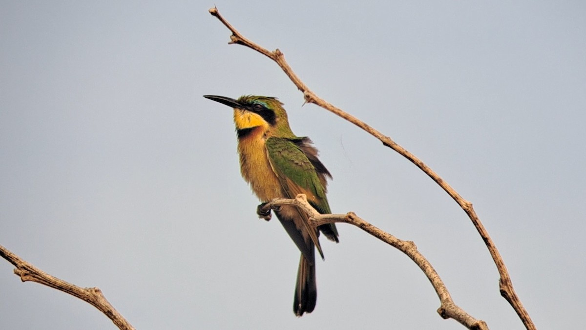 Little Bee-eater - ML650271814