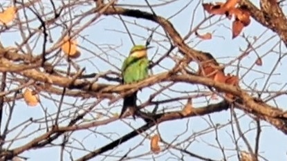 Swallow-tailed Bee-eater - ML650271827