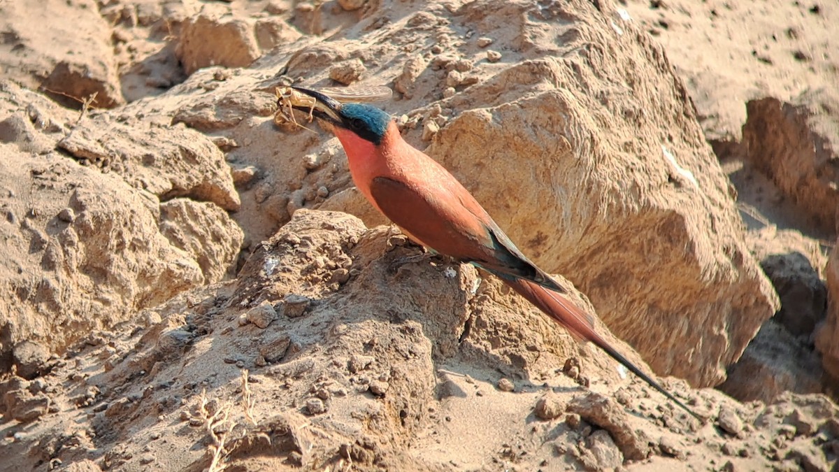 Southern Carmine Bee-eater - ML650271835