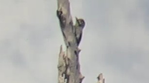 Cardinal Woodpecker - ML650271867