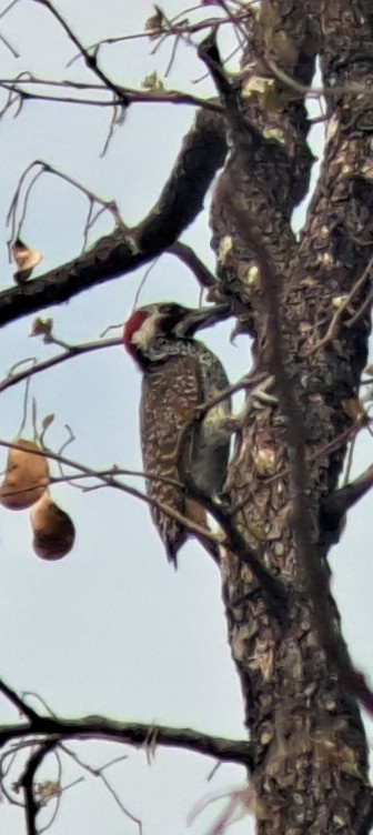 Bennett's Woodpecker - ML650271877