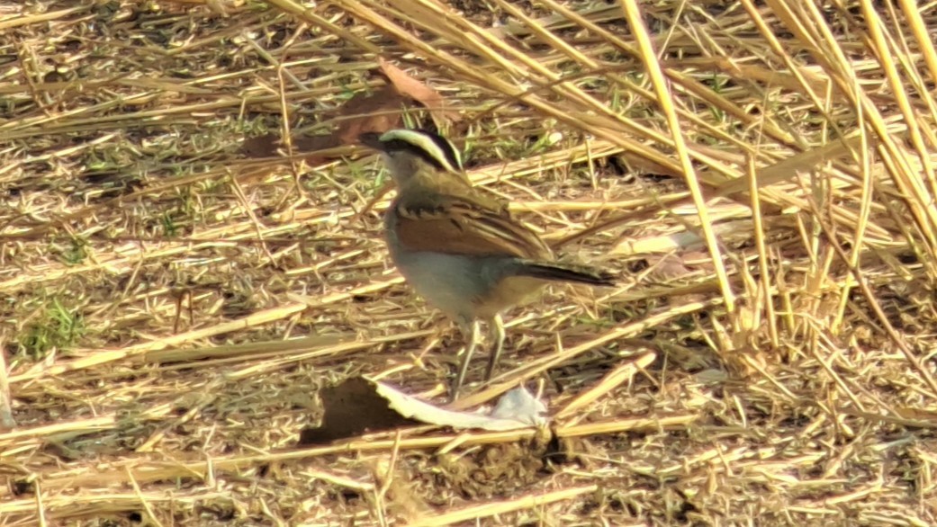 חנקן סנגלי - ML650271884