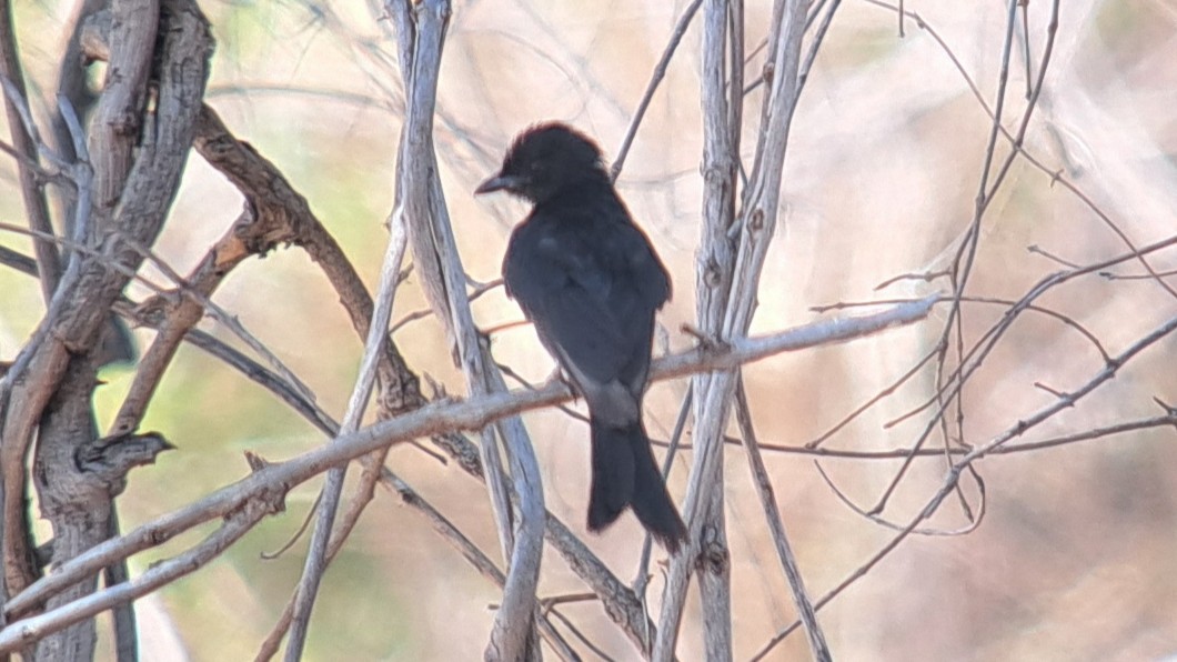 Fork-tailed Drongo - ML650271887