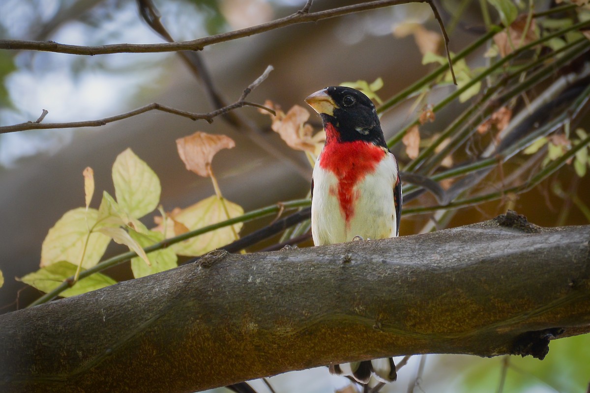 Picogrueso Pechirrosado - ML650271888