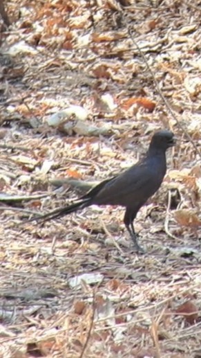 Meves's Starling - ML650271900