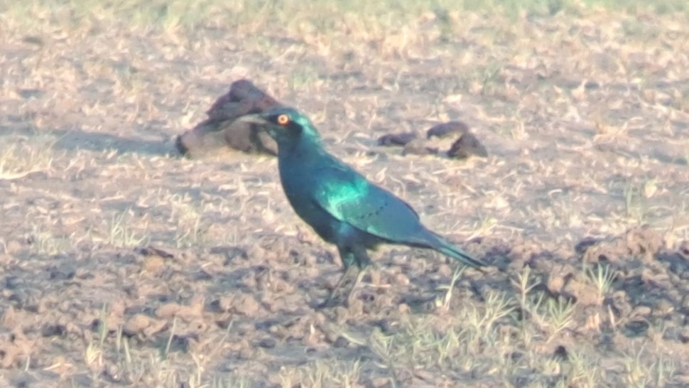 Greater Blue-eared Starling - ML650271906