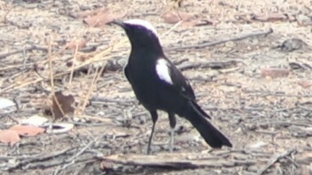 Arnot's Chat - ML650271922