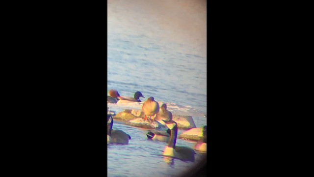Canard chipeau - ML650271933