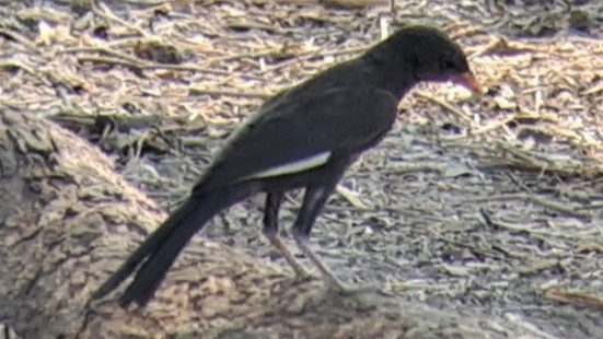 Red-billed Buffalo-Weaver - ML650271935