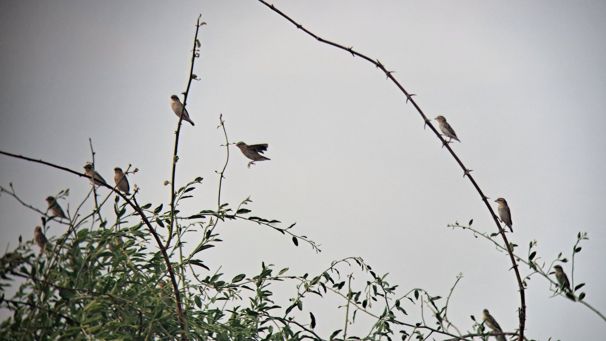 קואלאה אדומת-מקור - ML650271942