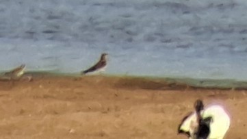 שדמית אדומת-כנף - ML650272170