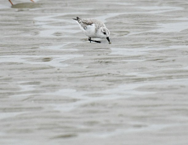 Correlimos Tridáctilo - ML650272510