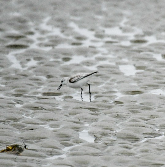 Correlimos Tridáctilo - ML650272511