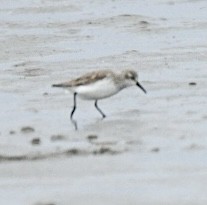 Correlimos de Alaska - ML650272676