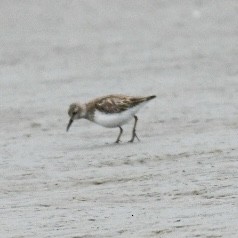 Correlimos Menudillo - ML650272688