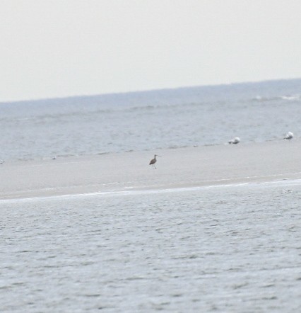 Zarapito Americano - ML650272717