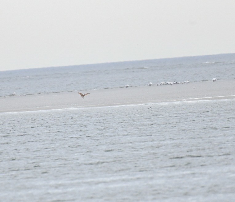 Zarapito Americano - ML650272718