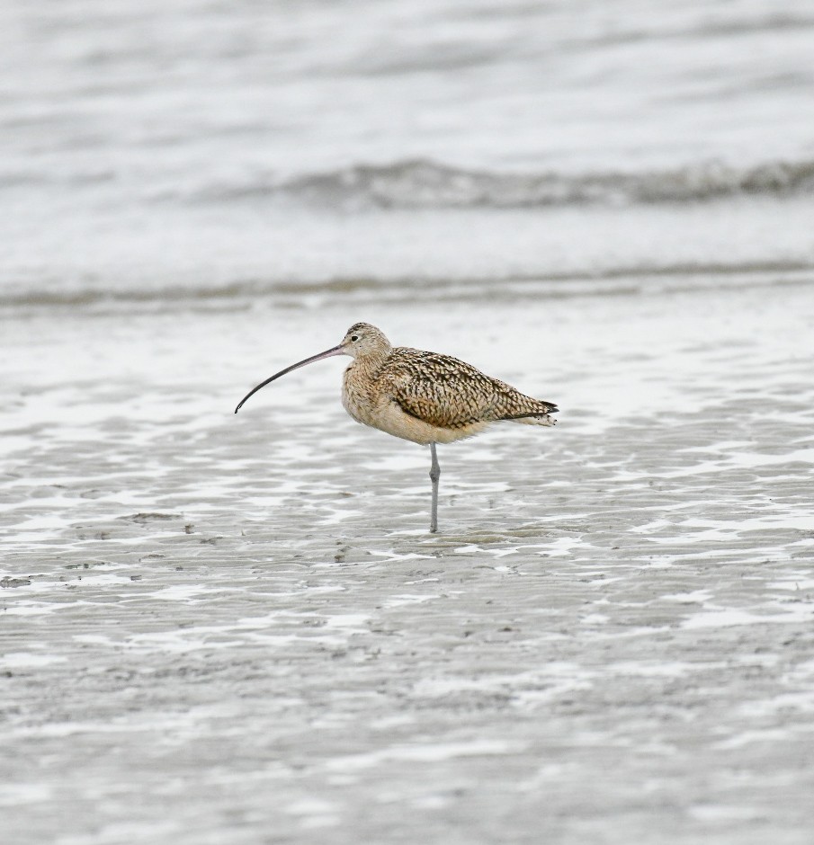 Zarapito Americano - ML650272727