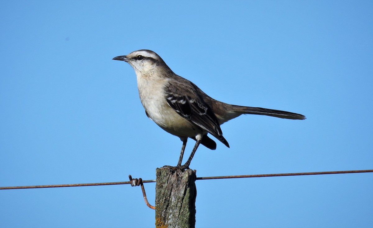 Chalk-browed Mockingbird - ML65027281