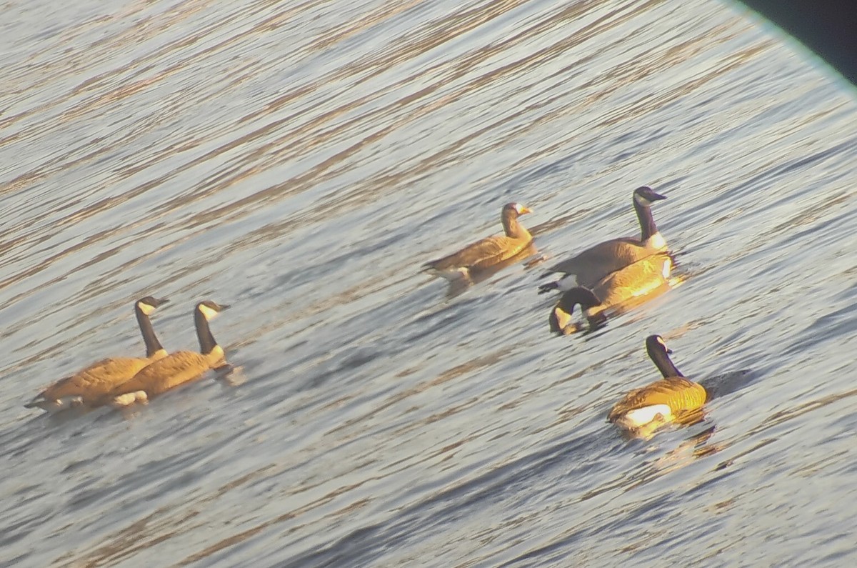 Oca lombardella - ML650273667