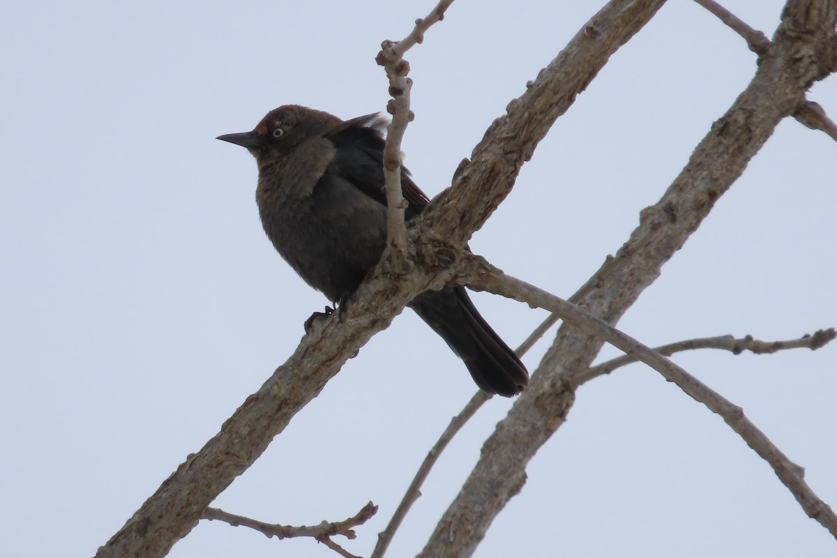 Rusty Blackbird - ML650274051